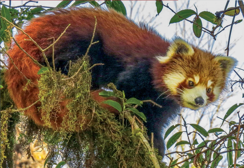 Red panda