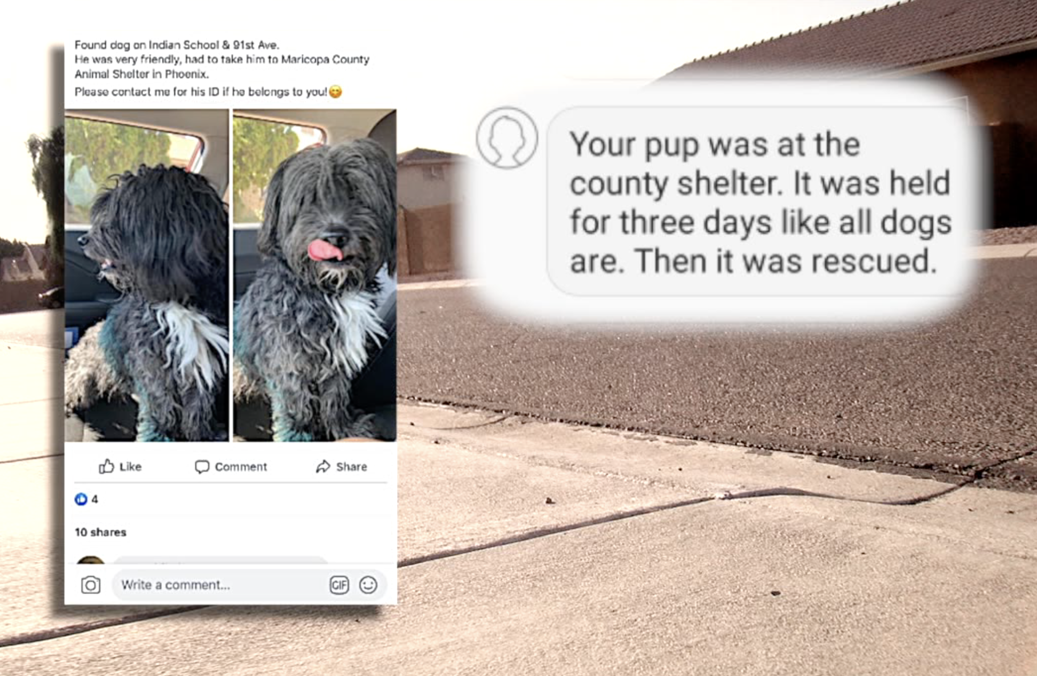 what kind of dog is in return to me