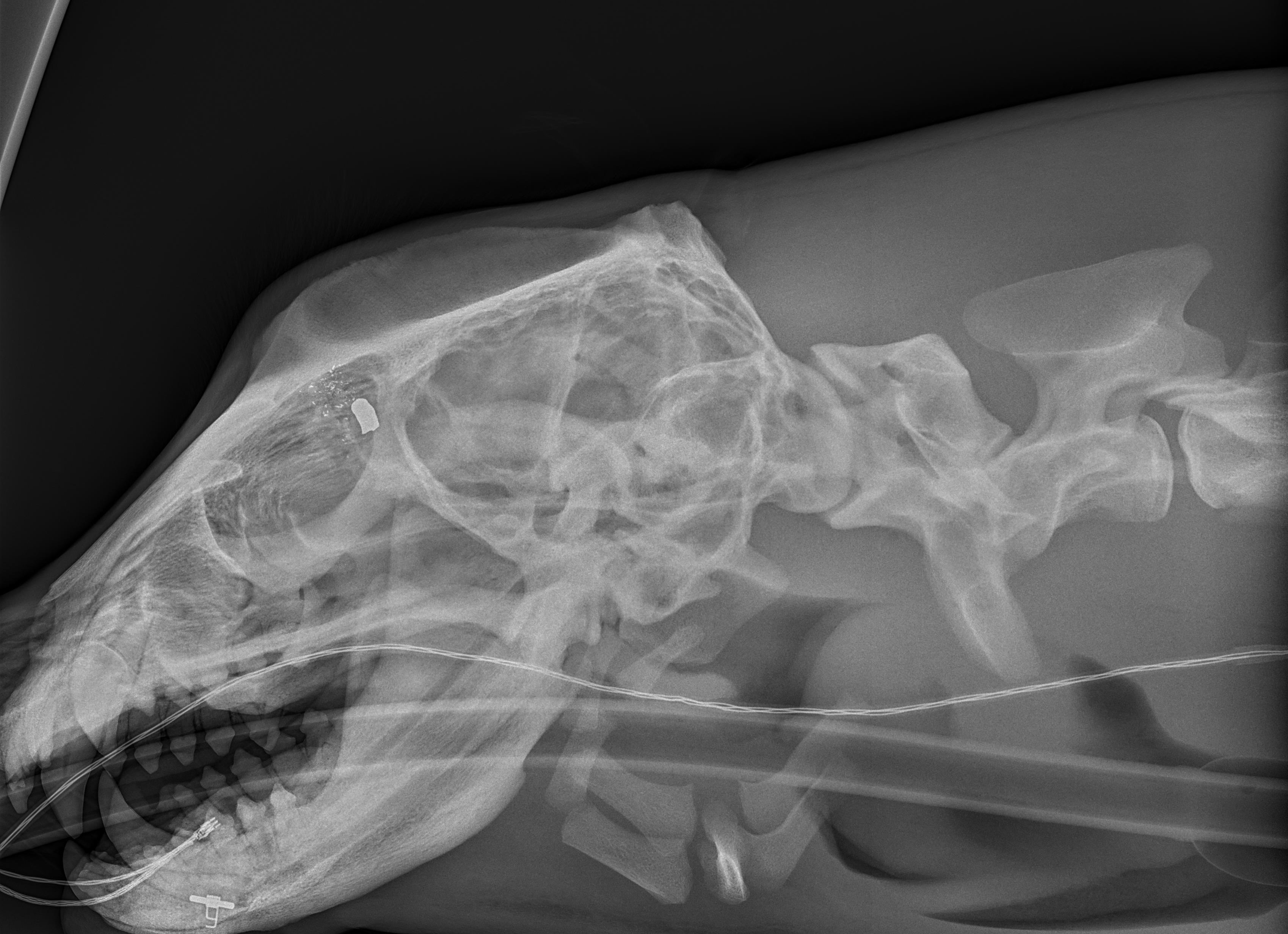 Sea Lion bullet 3/12/2026