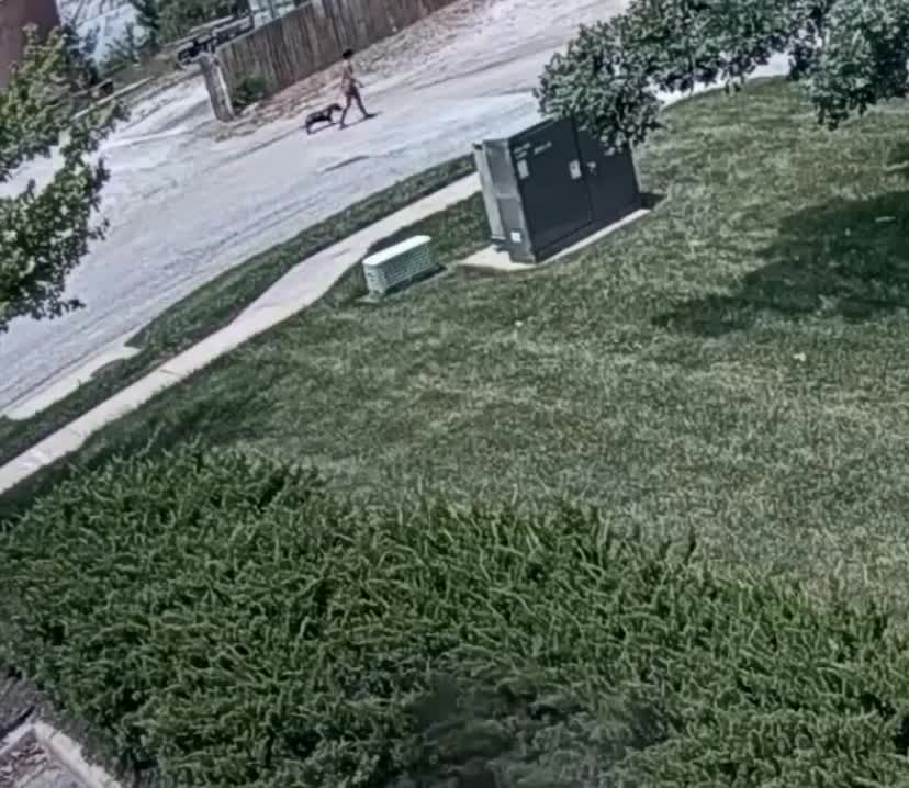 Leenxa pit bull cruelty.jpg