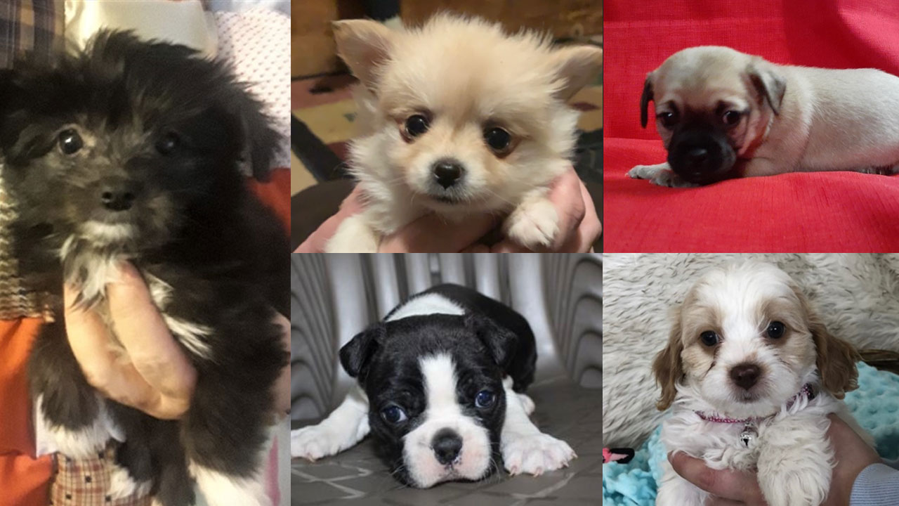 Stolen-puppoes-from-Petland-store-in-Manatee-County.jpg