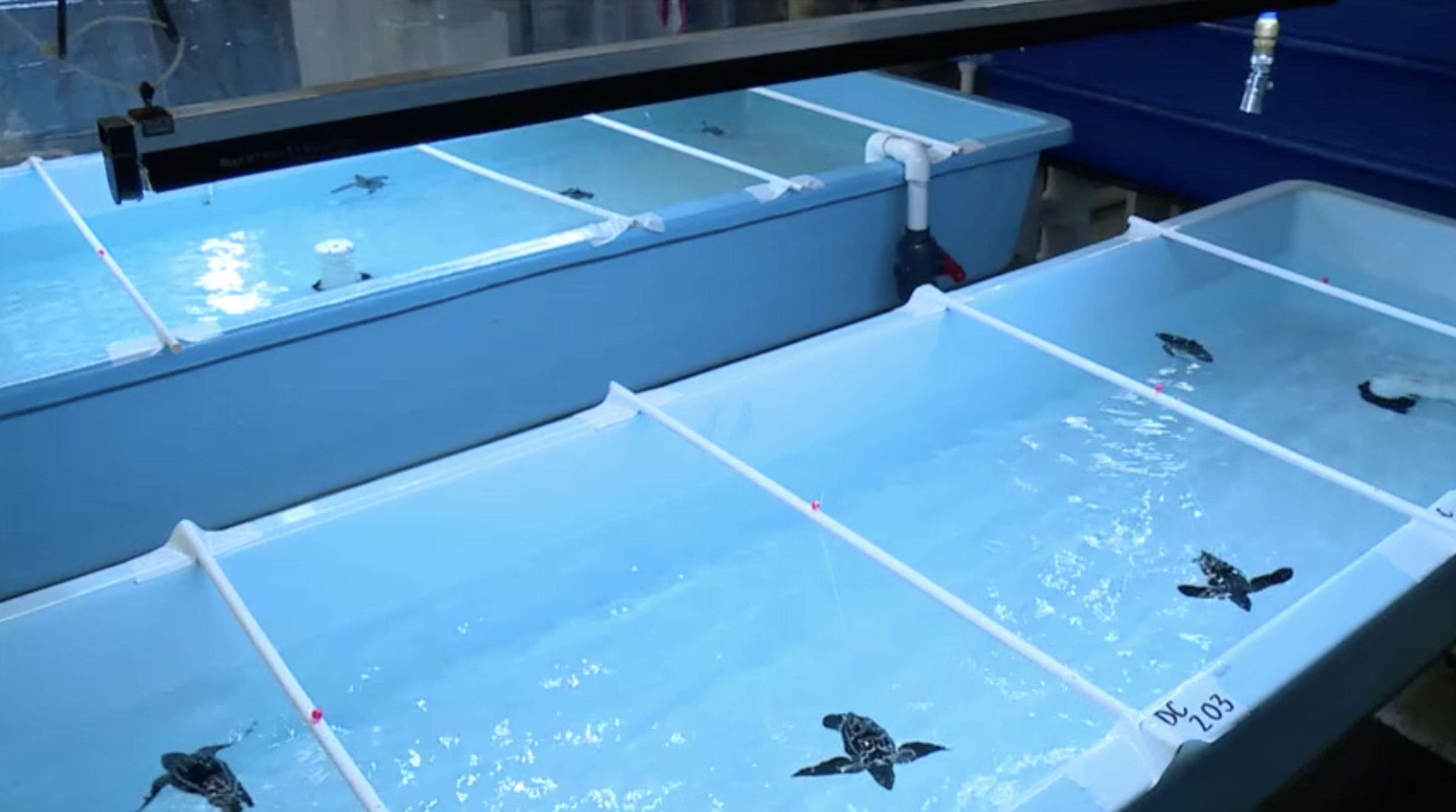 Leatherback sea turtles