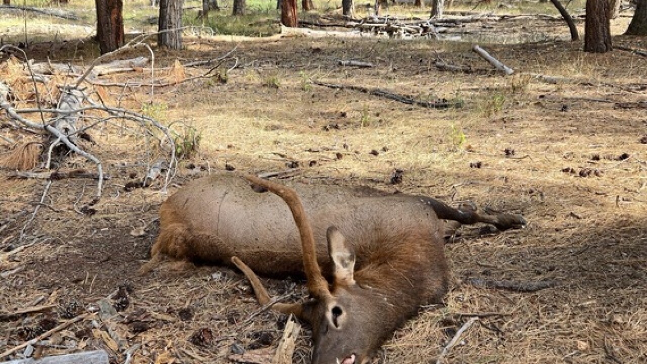 two elk found shot south of Hamilton