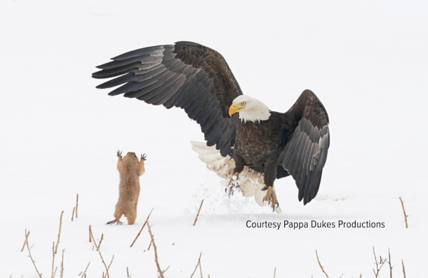 ninja with courtesy.png