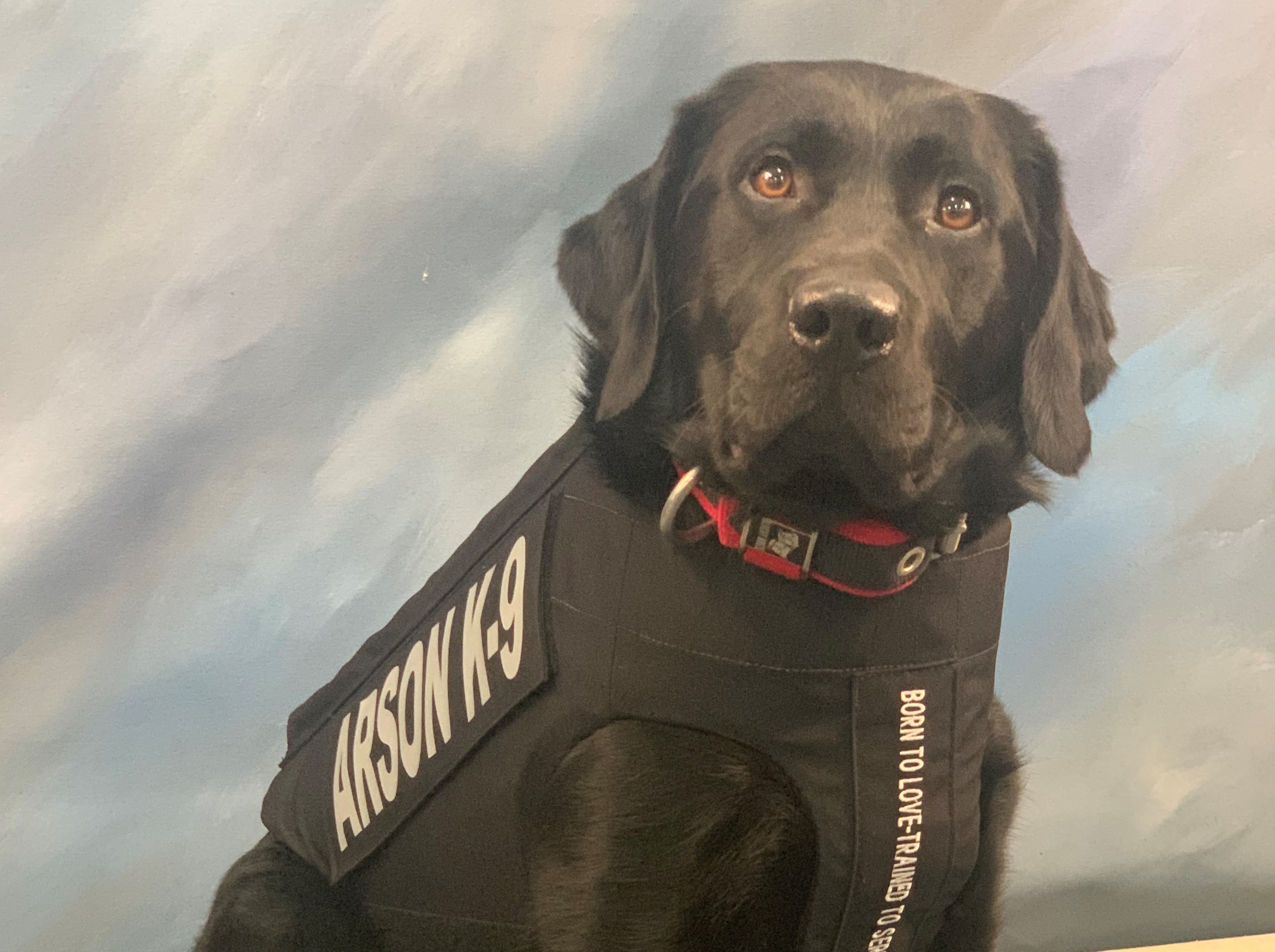 K-9 Erny Body Armor Cropped.jpg