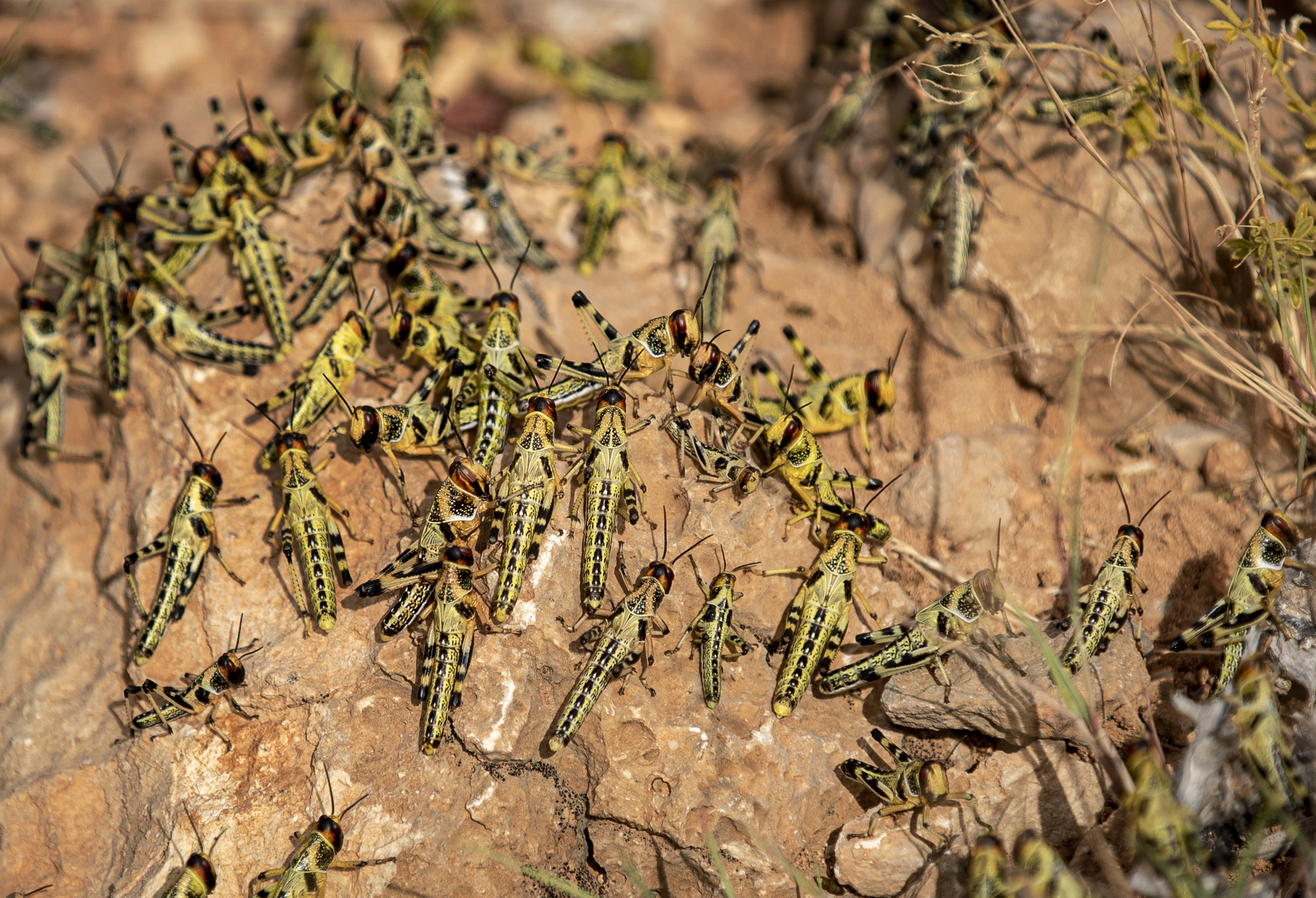 Somalia Africa Locust Outbreak