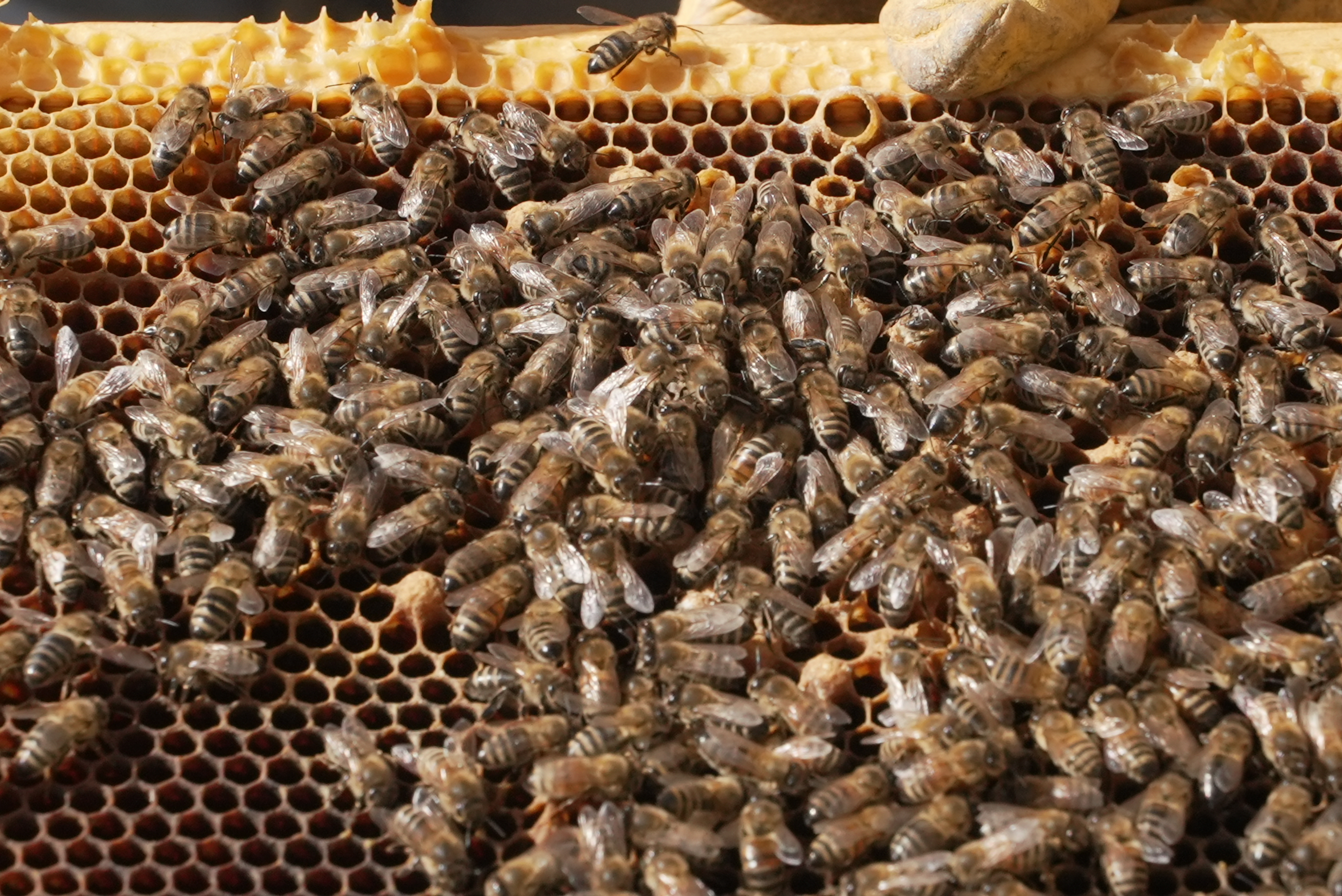 bees
