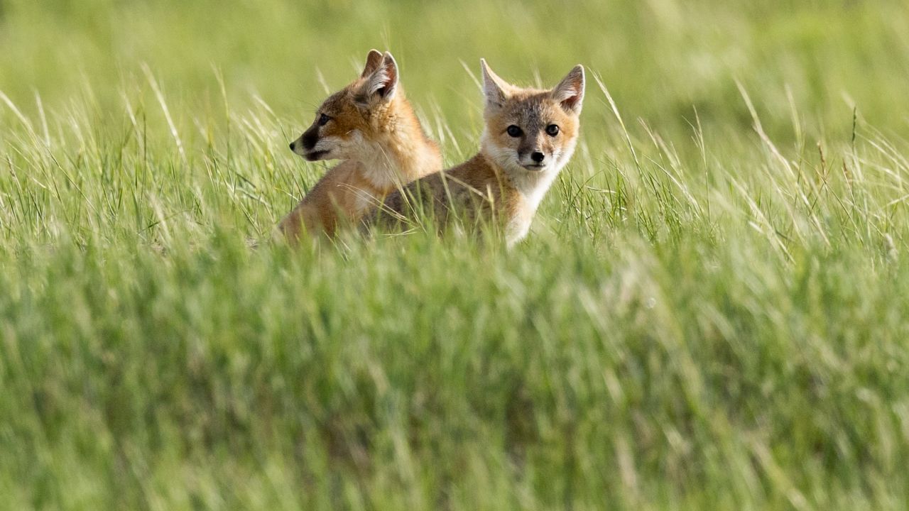 Swift Foxes released on Fort Belknap