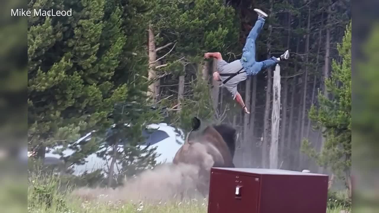 bison attack photo.jpg
