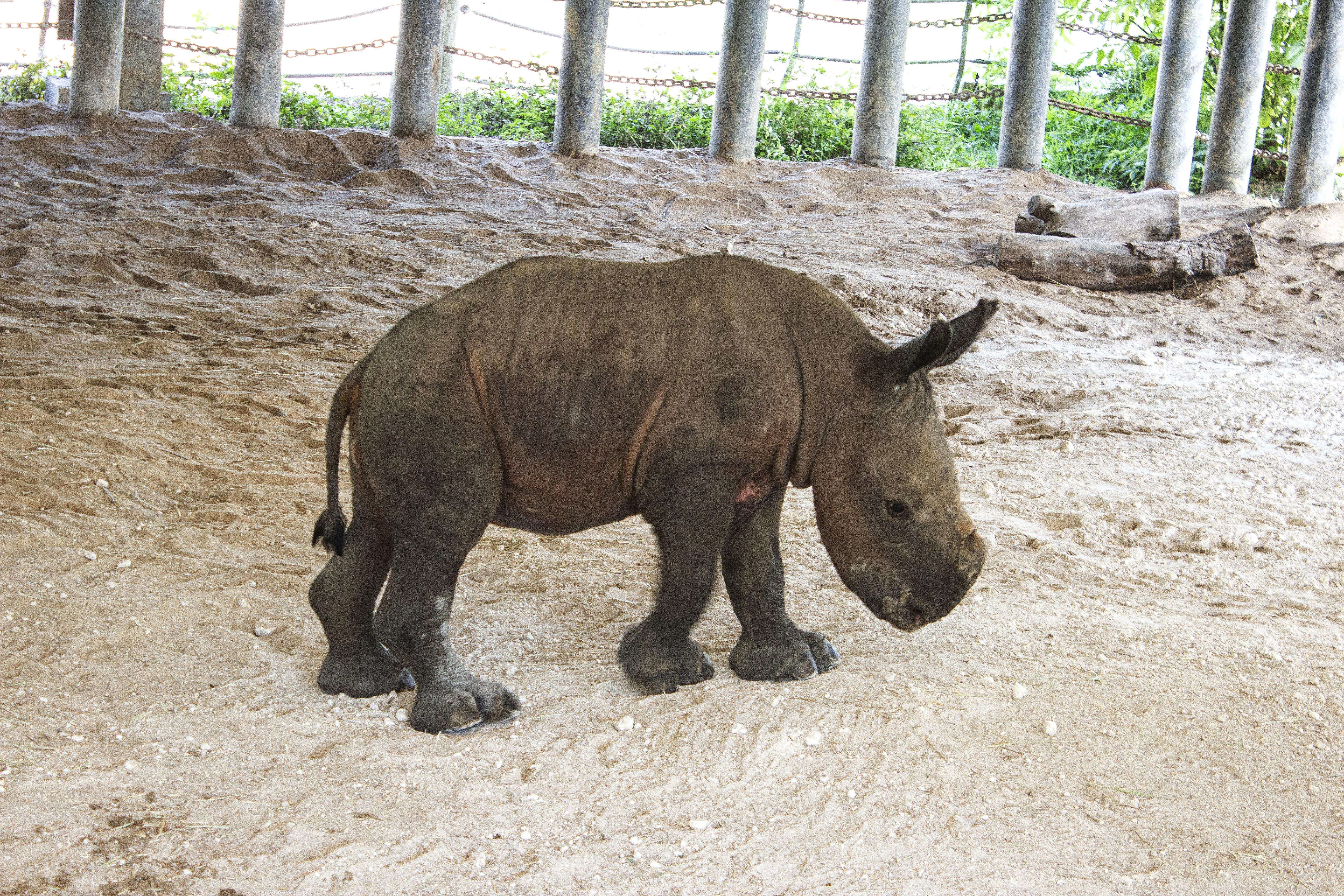 Baby white rhino
