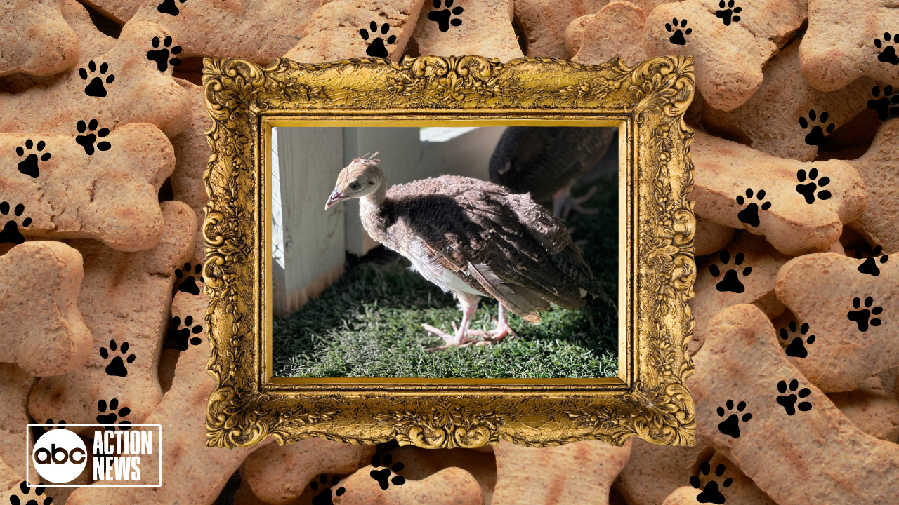 Rescues in Action Sweet Potato and Shephard.png