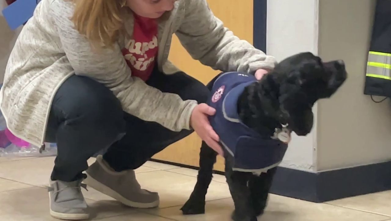 Medic is a Cocker Spaniel, and while may not be an EMT, he is truly the "goodest" of boys.