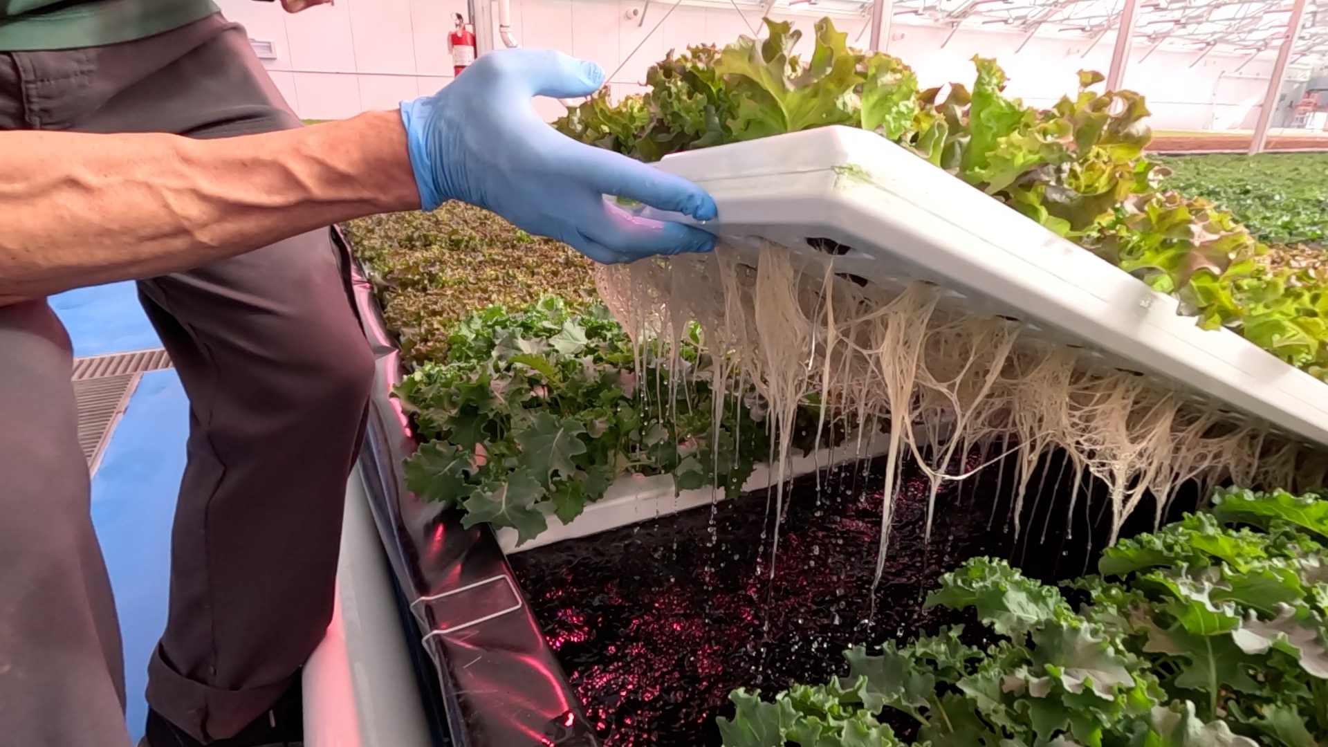 GREENSCALE AQUAPONICS thumbnail.jpg