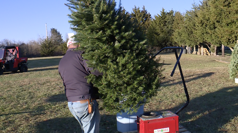 Rus-T-Barn Christmas Tree Farm