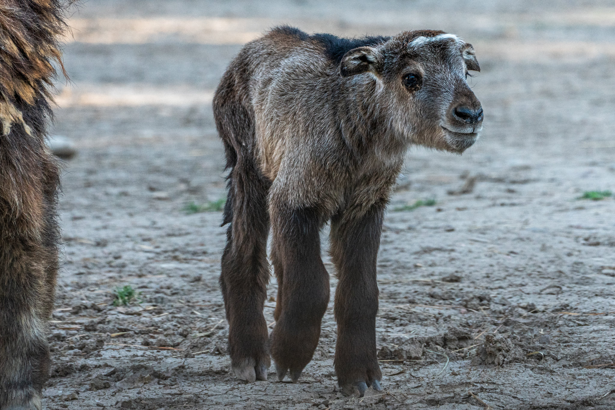 The newest resident of the Pueblo Zoo is a baby Takin.