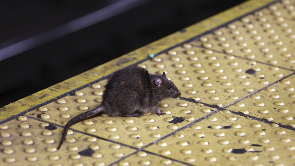 CDC warns that the pandemic may be causing rodent infestations