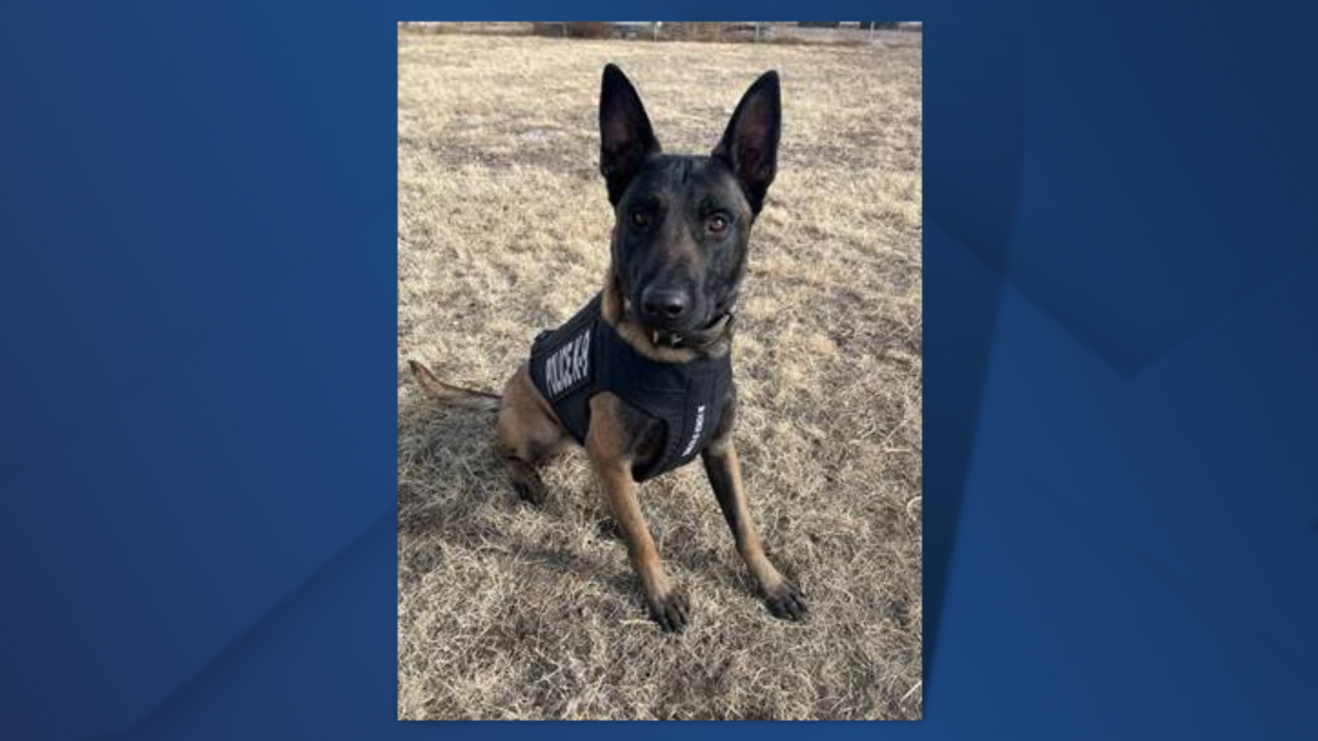 K9 Zev