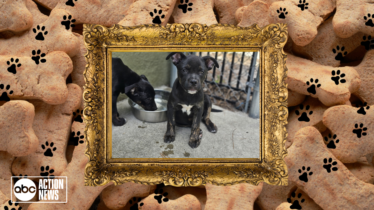 Rescues in Action: Jayne