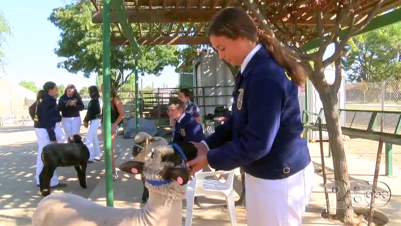 Kern County Fair Livestock Show
