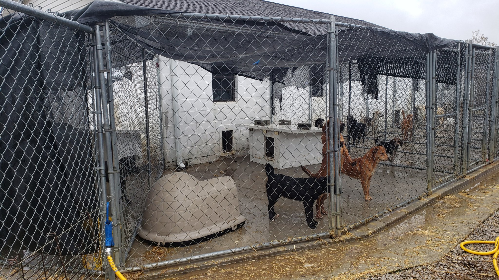 mccreary county animal shelter.jpeg