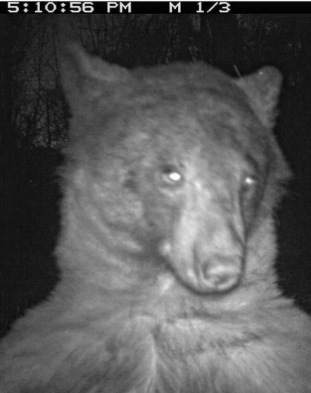 colorado selfie bear.jpg