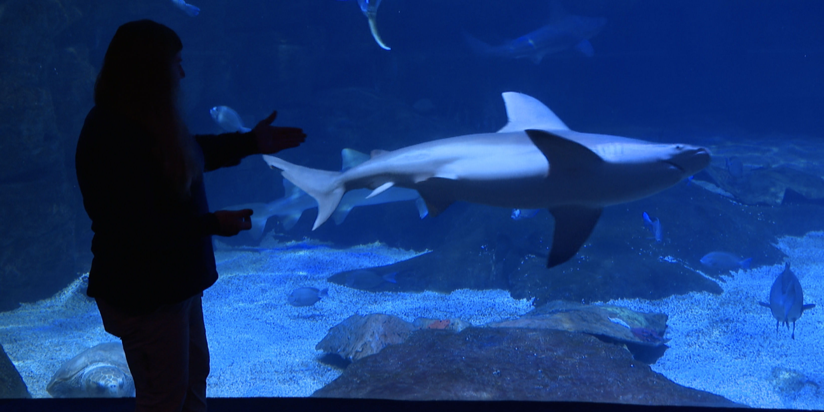 Sharks at Virginia Aquarium