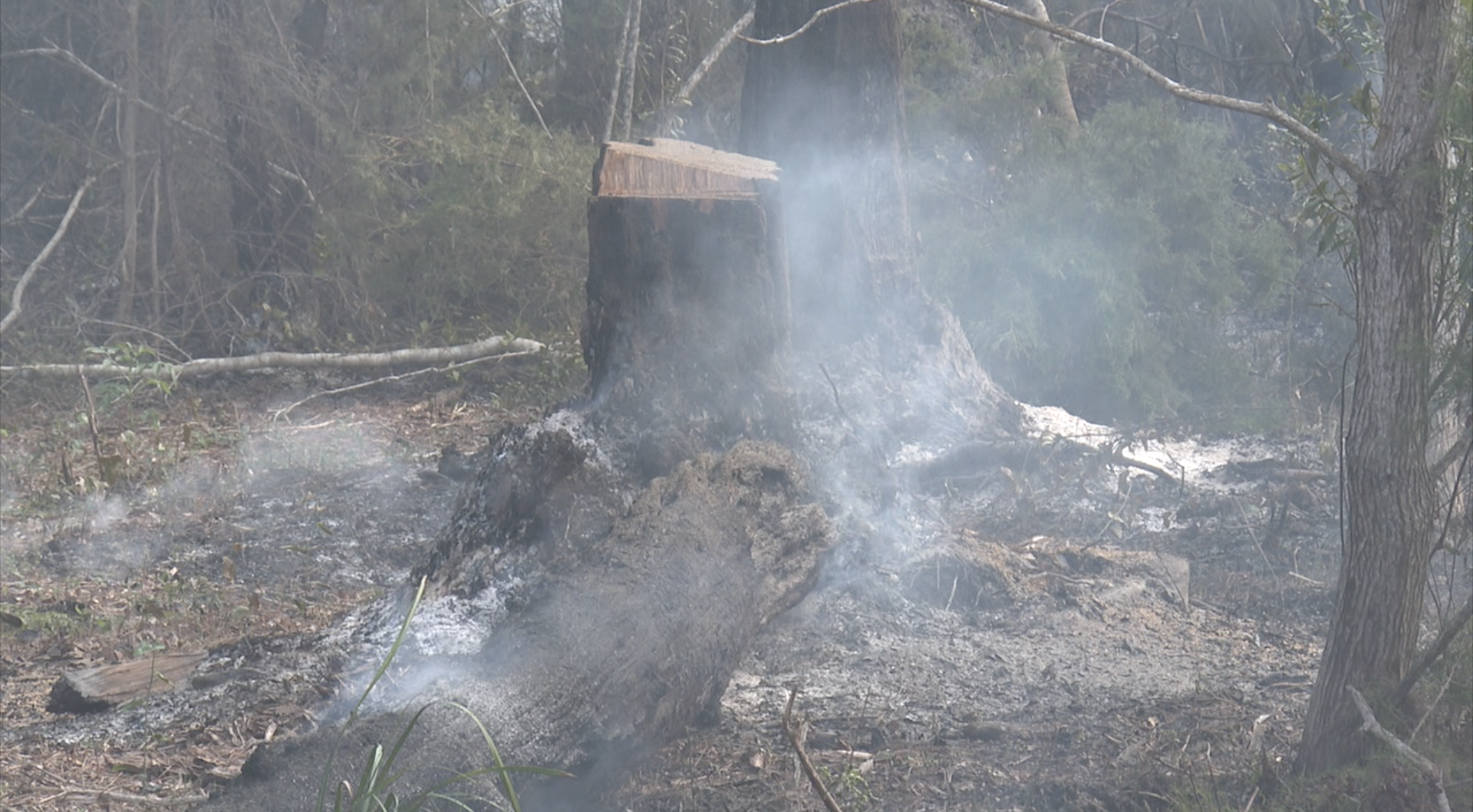 Wakulla Wildfire