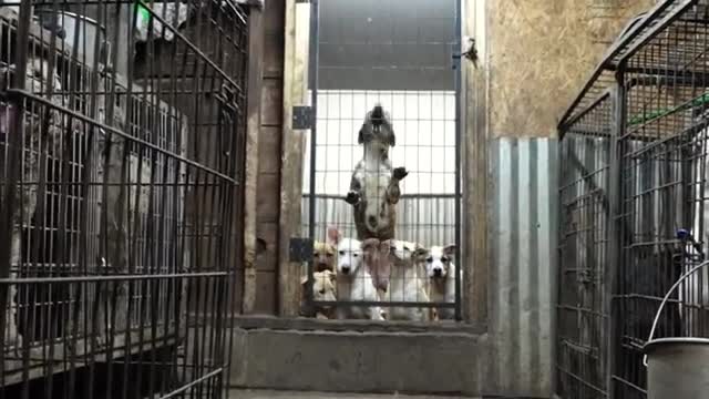 Cober's Canine inside video screengrab