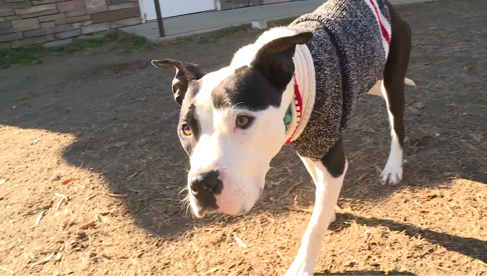 Virginia vets save puppy brought to shelter near death: 'A Christmas miracle'
