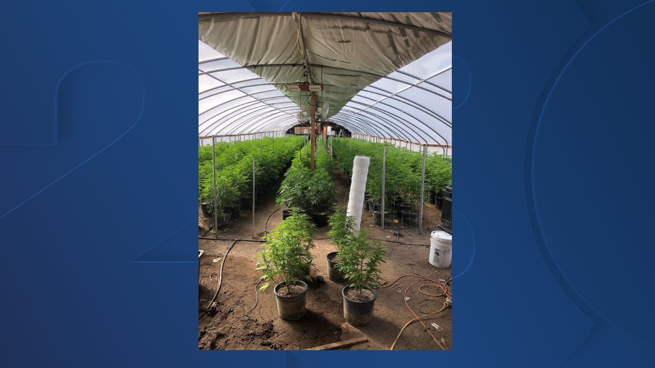 KCSO: 13 arrested in illegal marijuana grow
