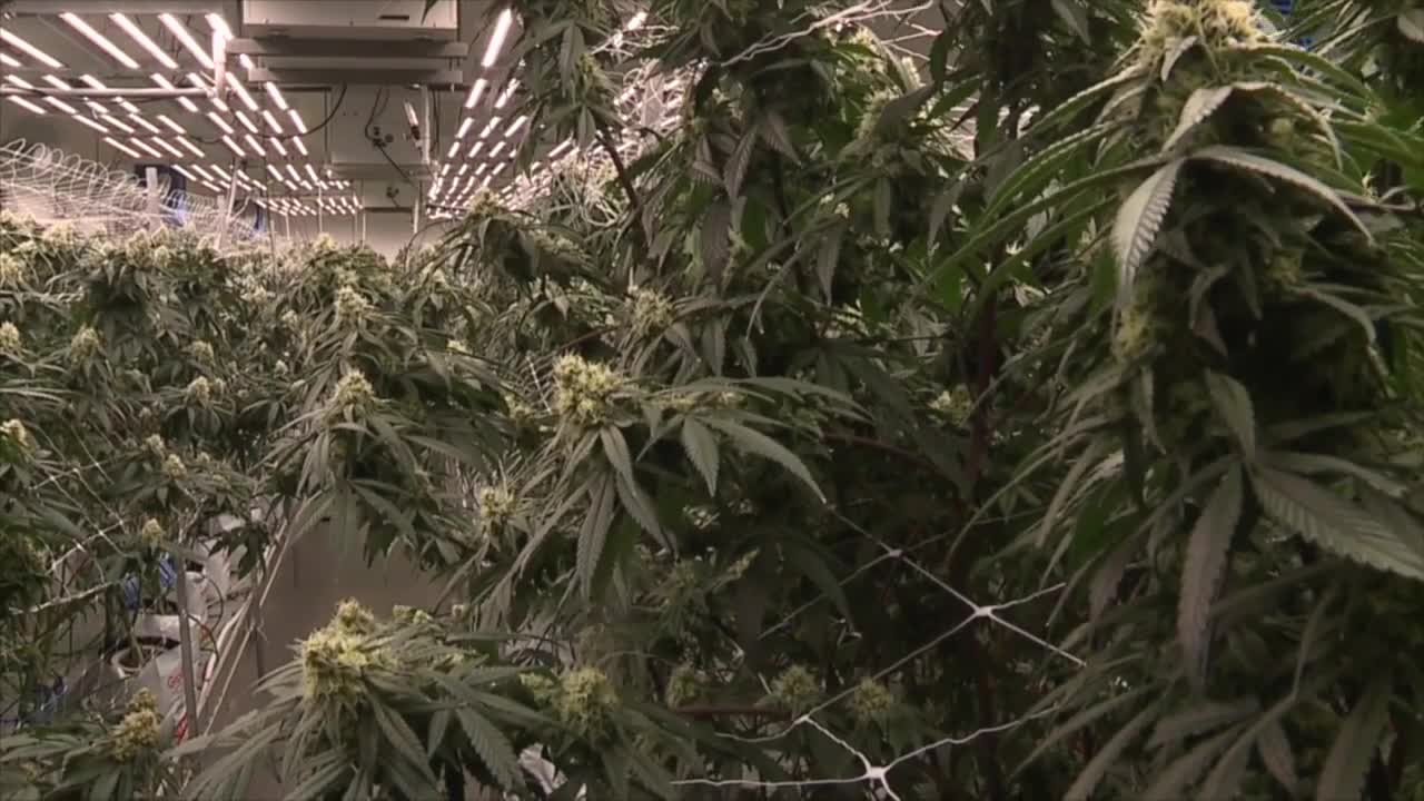 Polaris Cannabis founder reacts to Trump administration's move to reclassify marijuana
