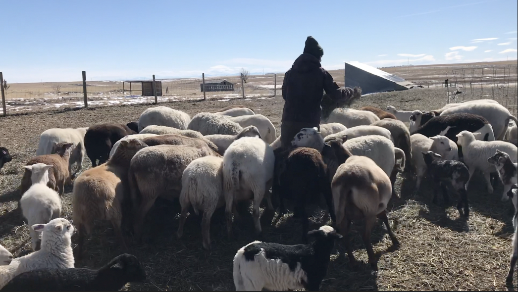 Cordova Farms