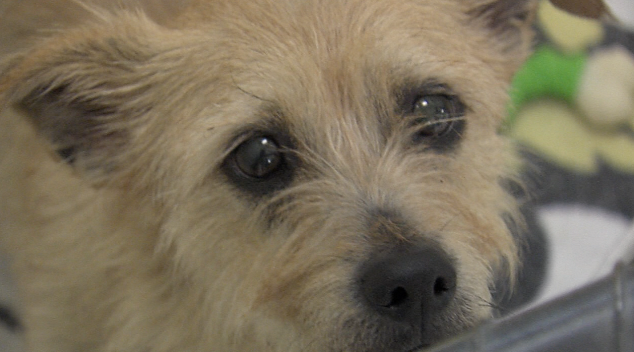 Screen Shot 2021-07-02 at 2.21.37 PM.png