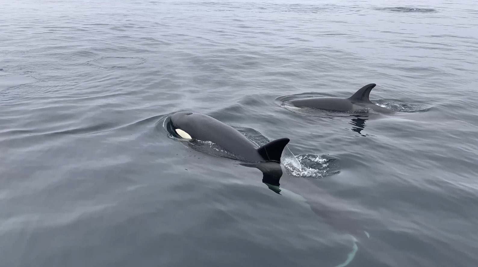 killer whales sighted 2 11-4-21.PNG