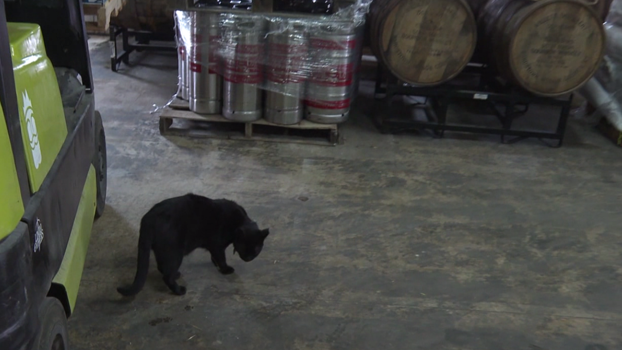 Working cats program Humane Society of Tampa Bay.png