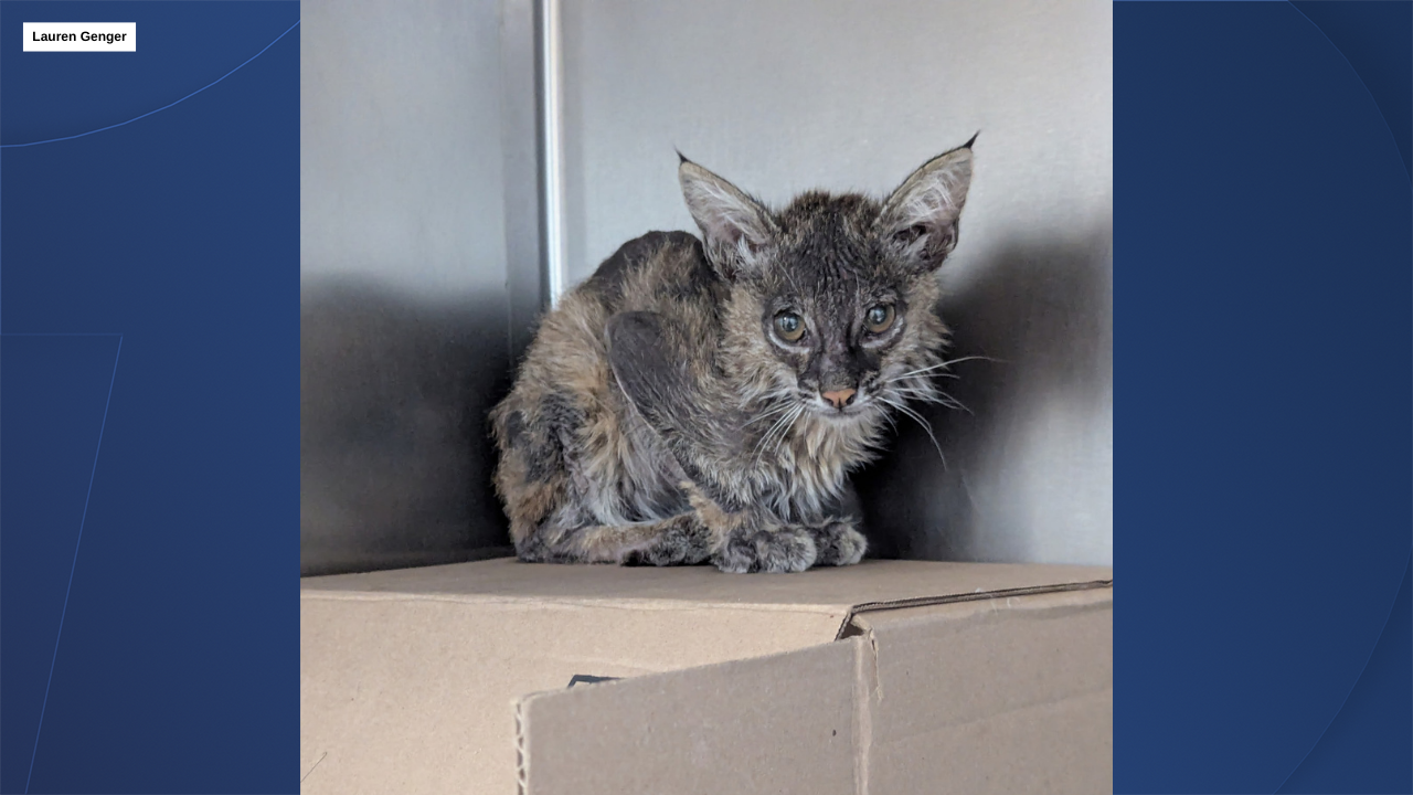 Bobcat rescue 2/23/2026