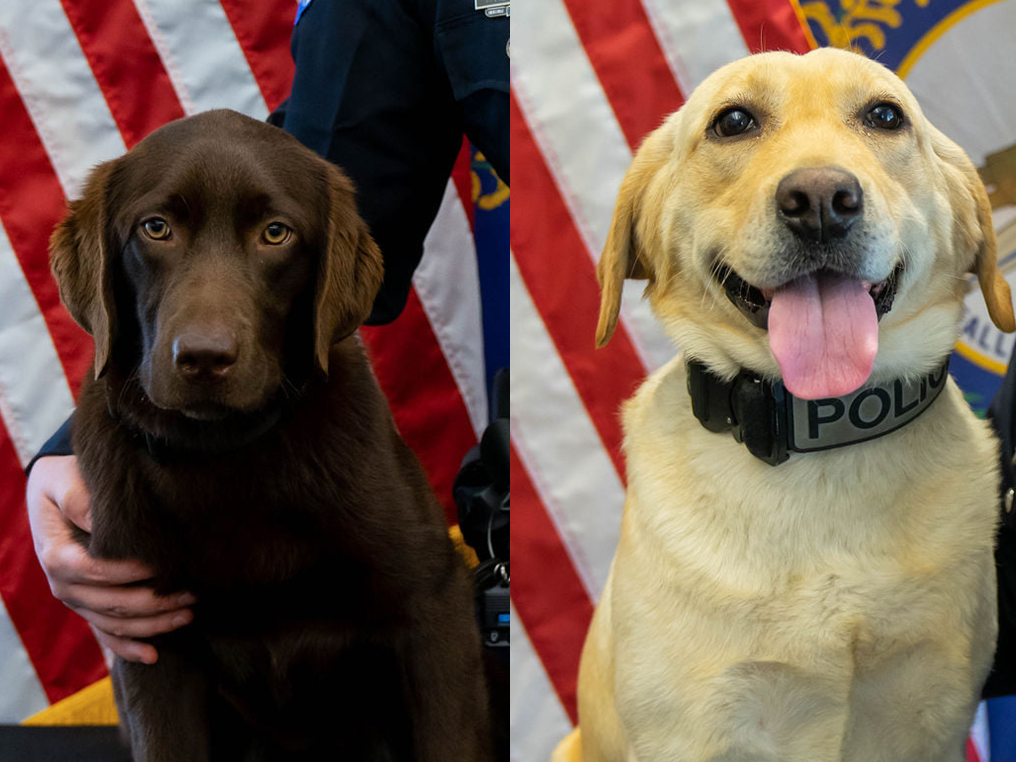 4-20 UK PUPS.png