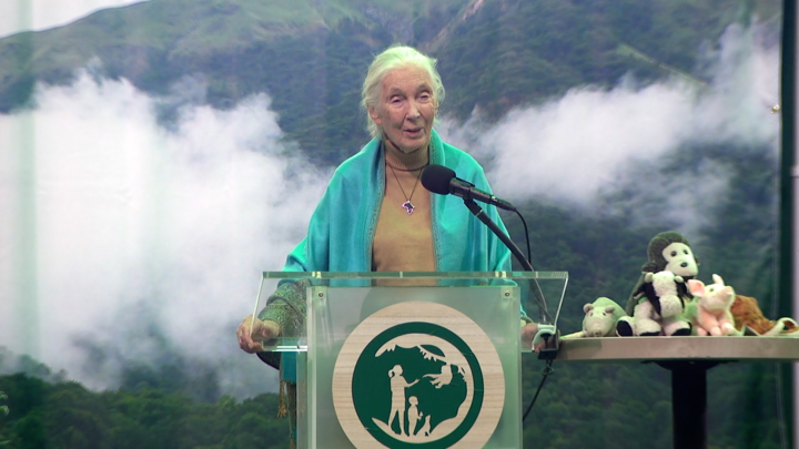 Jane Goodall