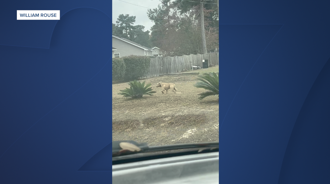 MIDWAY STRAY PIT BULL