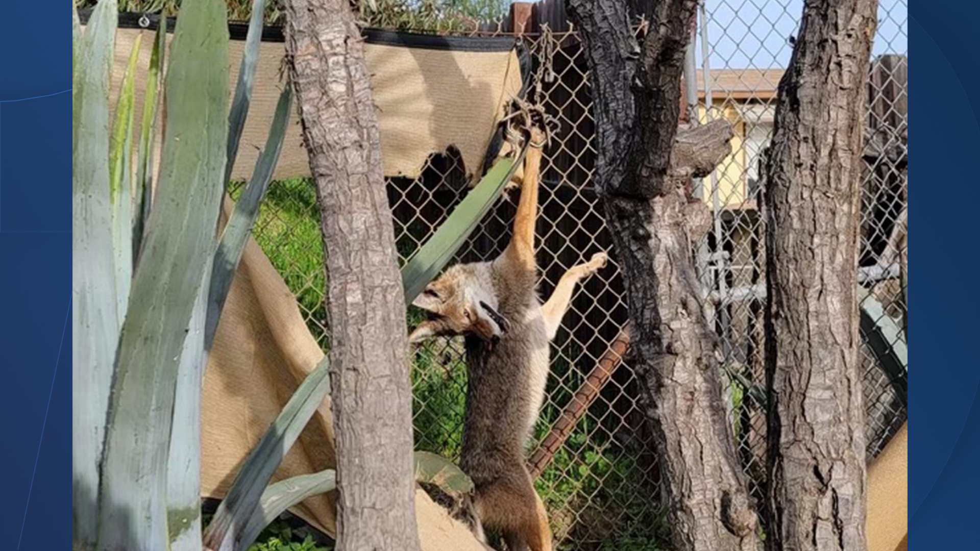 Coyote illegal trap.png