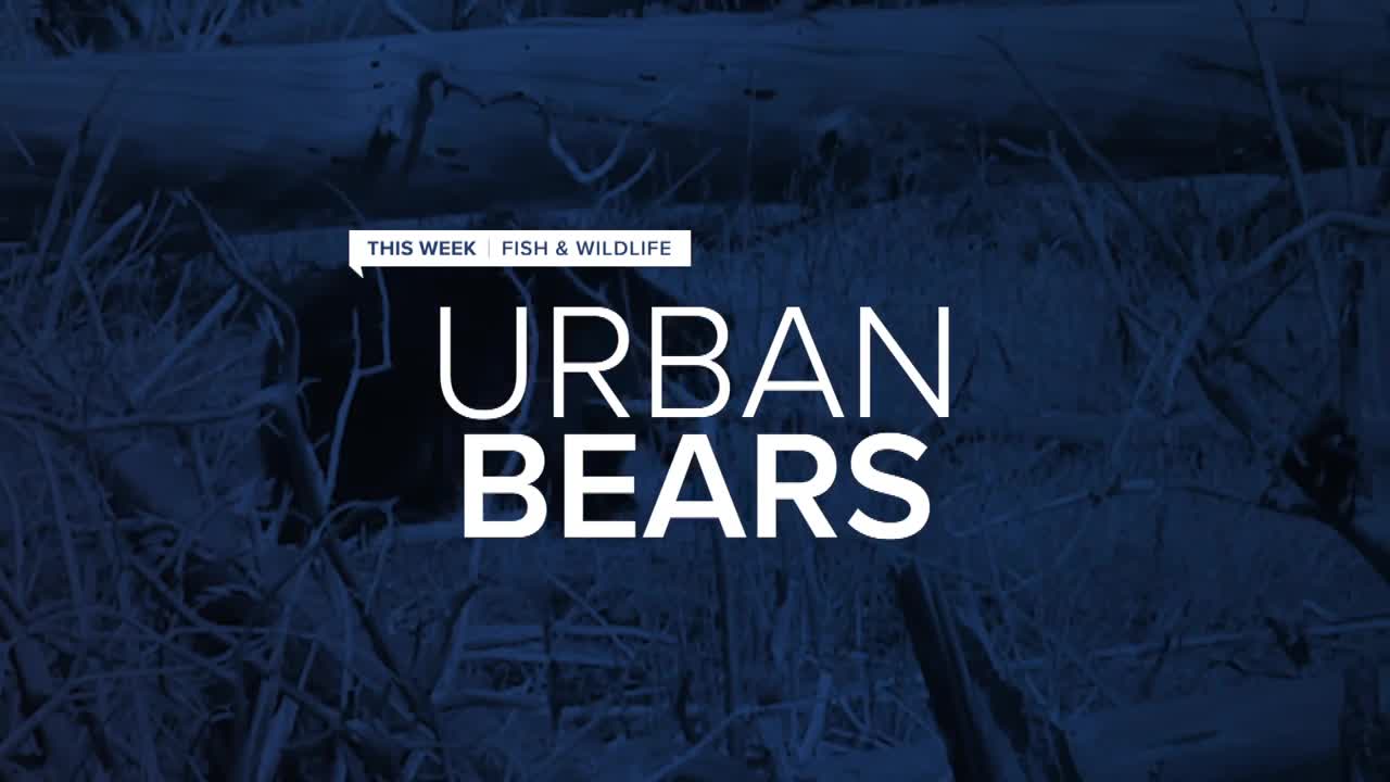 urban bears.jpg
