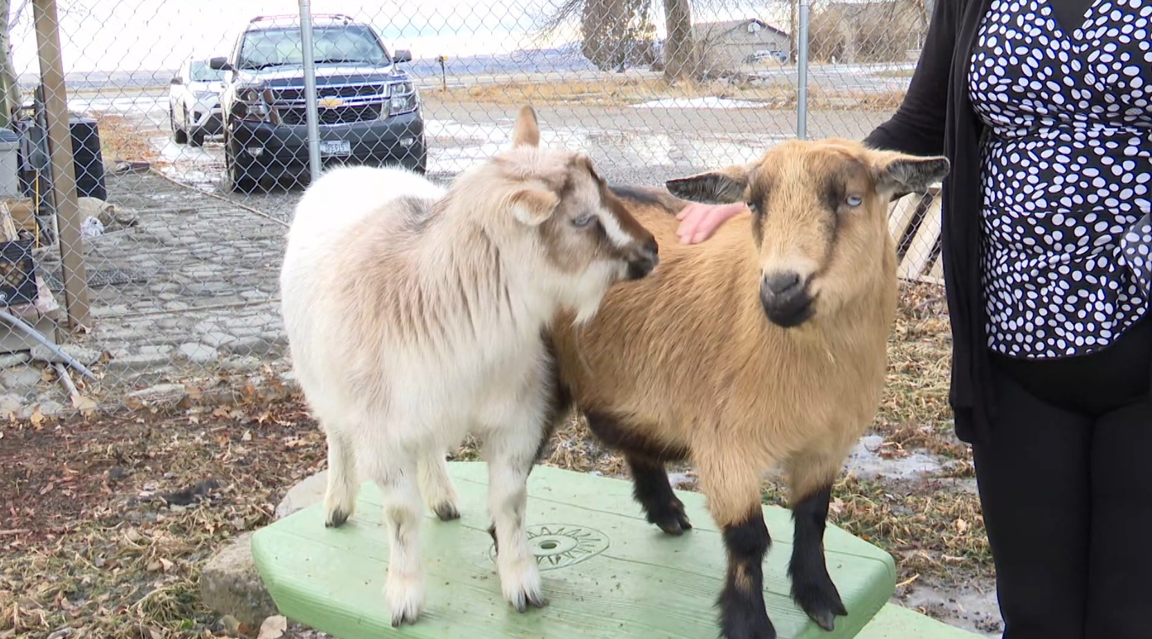 Harley and Indie the goats love to snack and scratch on Christmas trees