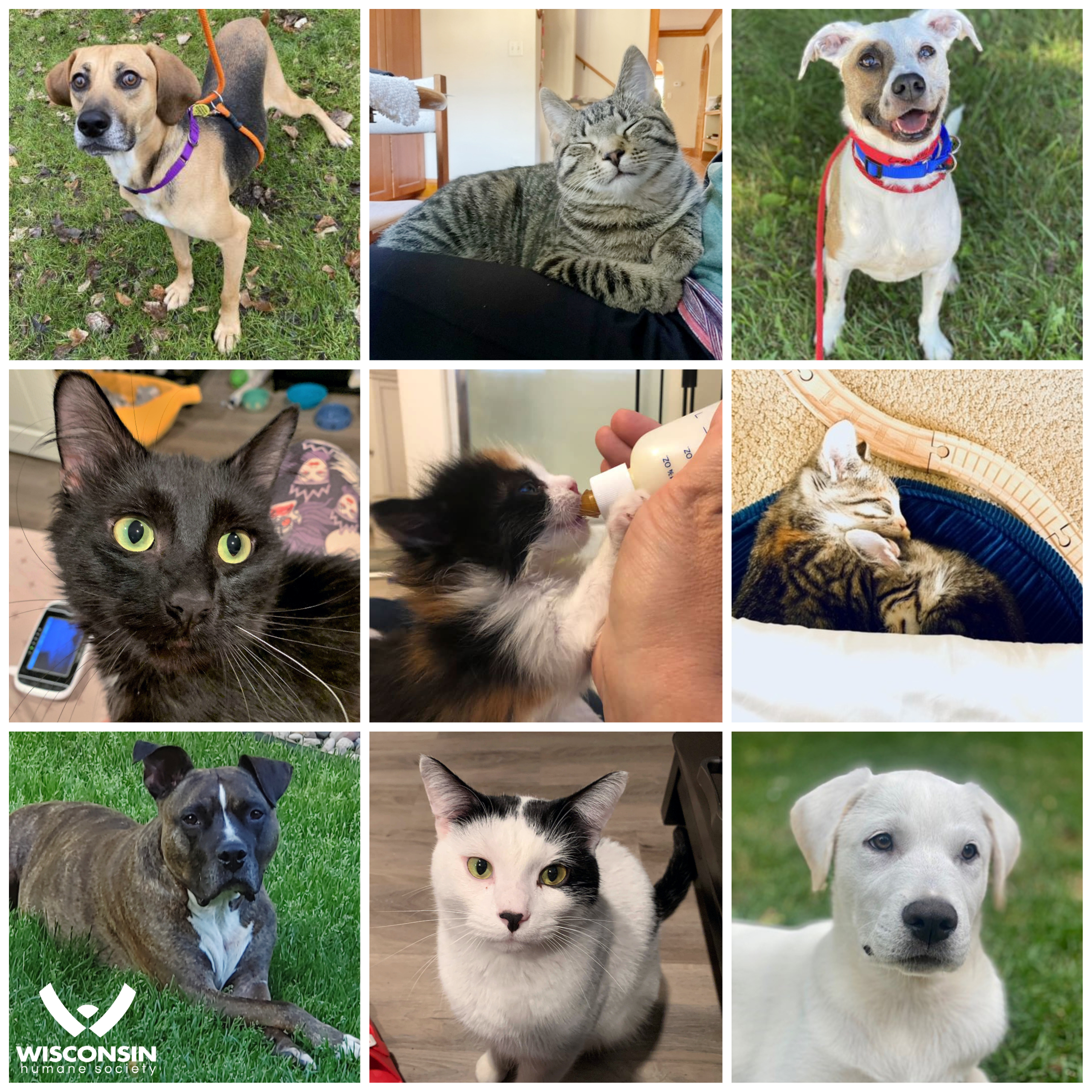 wisconsin humane society 