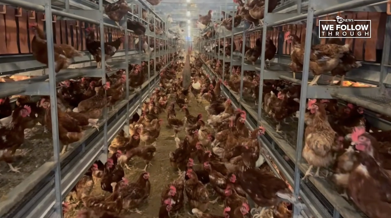 Hilliker's Ranch Fresh Eggs