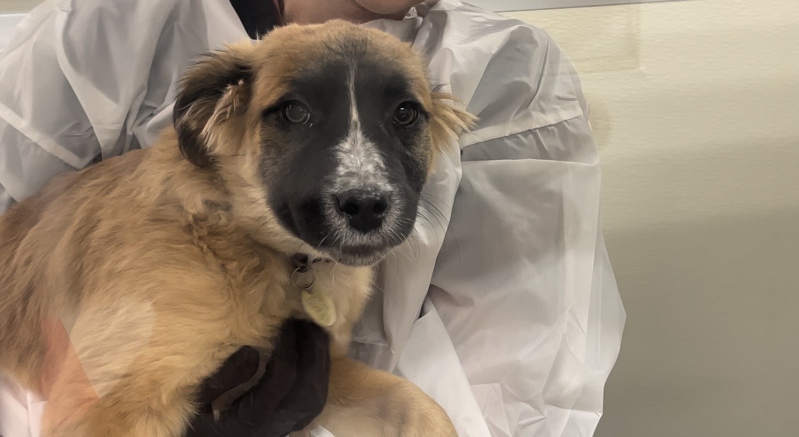 one of six pups from the litter in isolation