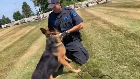 Police dog