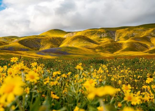Wildflowers at the Carrizo Plain 