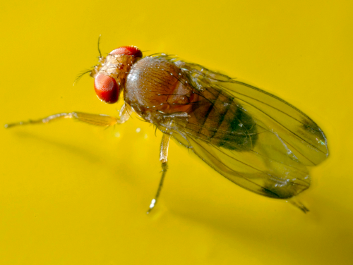 Spotted Wing Drosophila