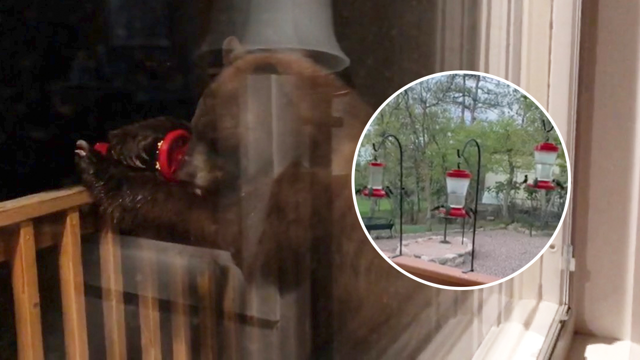 bears hummingbirds thumb.jpg