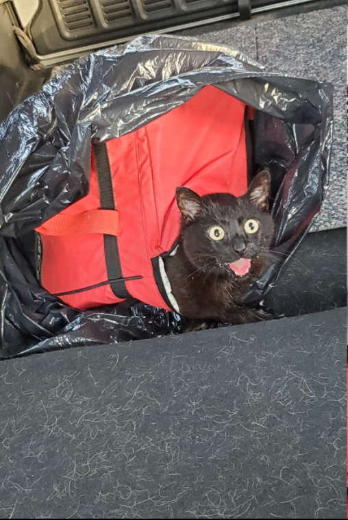 Fearless Kitty Rescue Juliane.PNG